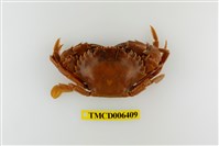 藏品(日本蟳)的圖片